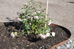 Rabattkant 300x10 cm